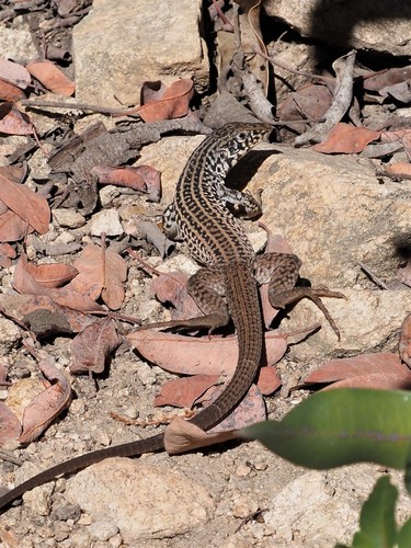 Western Whiptail