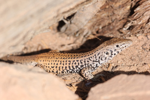 Western Whiptail