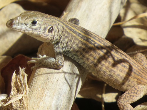 Western Whiptail