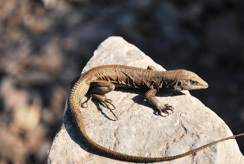 Western Whiptail