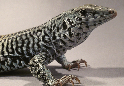 Western Whiptail