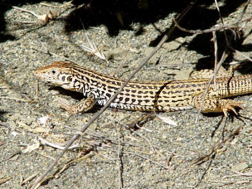 Western Whiptail