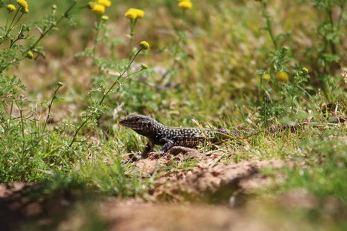 Western Whiptail