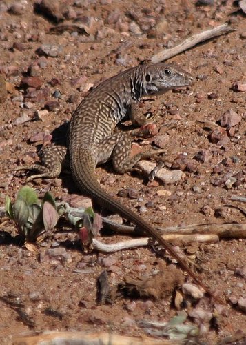 Western Whiptail
