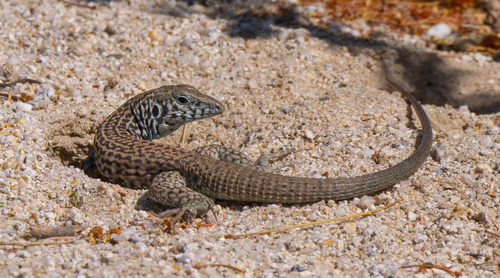 Western Whiptail