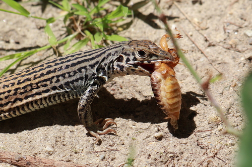 Western Whiptail