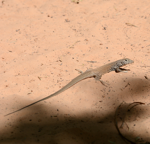 Western Whiptail