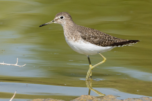 Solitary Sandpiper