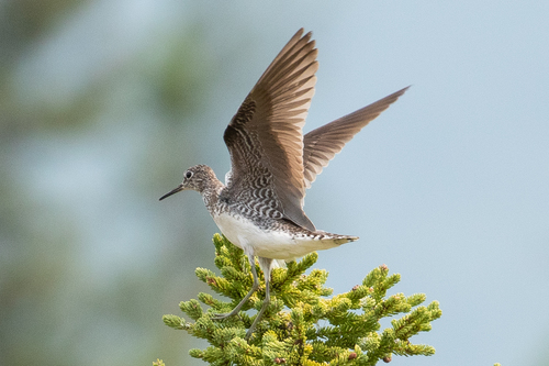 Solitary Sandpiper