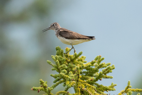 Solitary Sandpiper