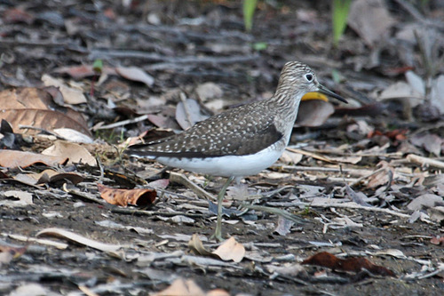 Solitary Sandpiper