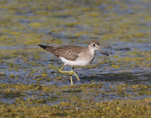 Solitary Sandpiper