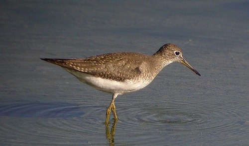 Solitary Sandpiper