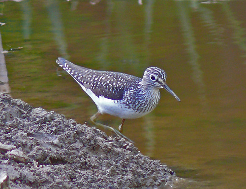 Solitary Sandpiper