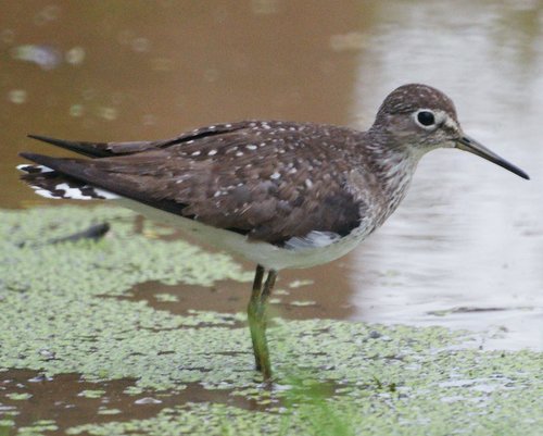 Solitary Sandpiper