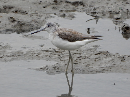 Common Greenshank