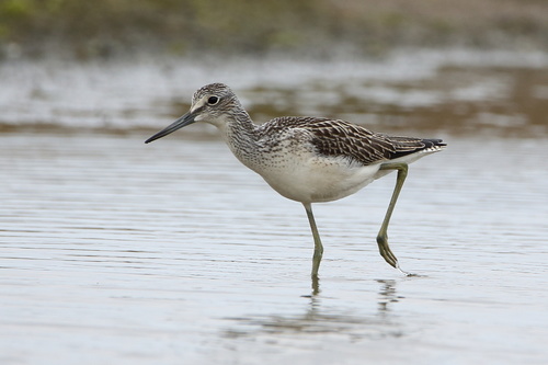 Common Greenshank