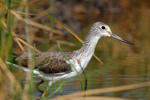 Common Greenshank