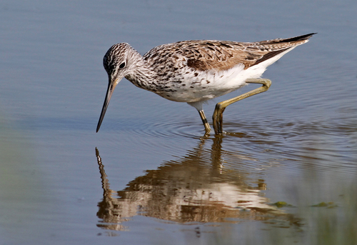 Common Greenshank