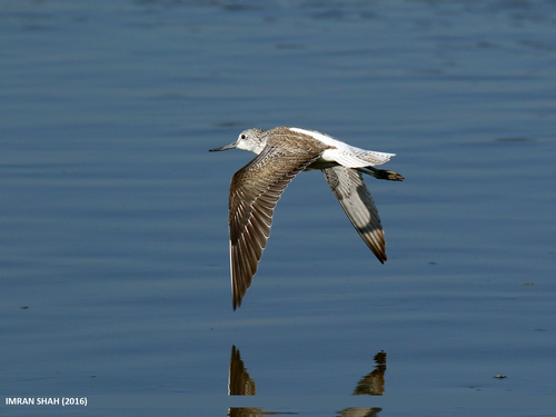 Common Greenshank