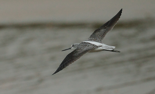 Common Greenshank
