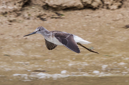 Common Greenshank