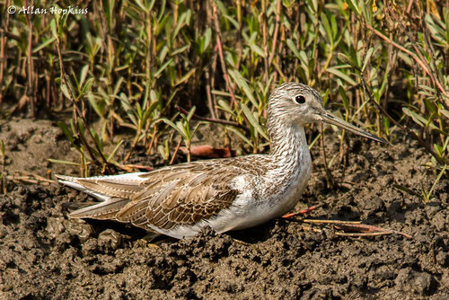 Common Greenshank