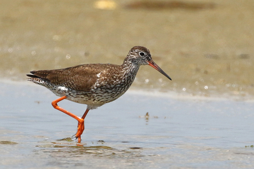 Common Redshank