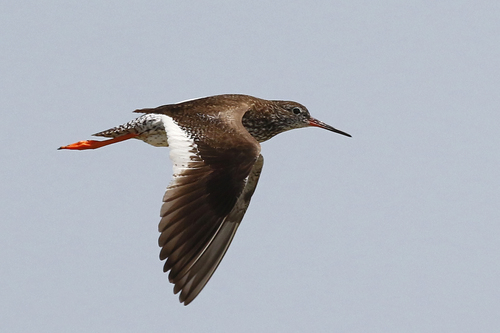 Common Redshank