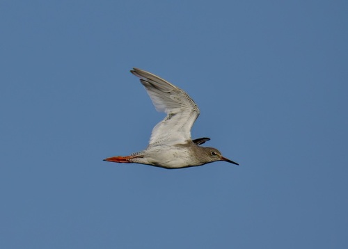 Common Redshank