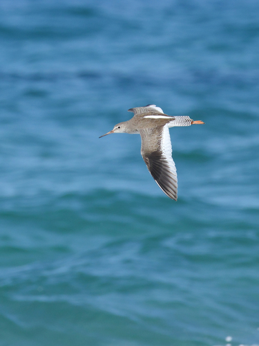 Common Redshank