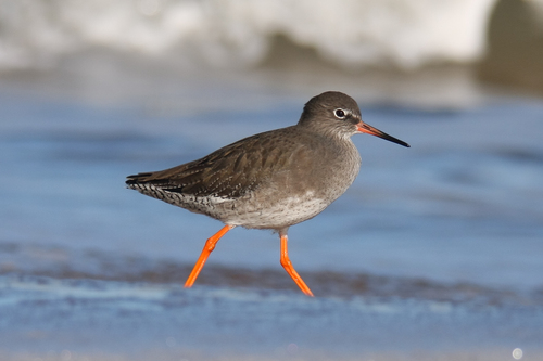 Common Redshank