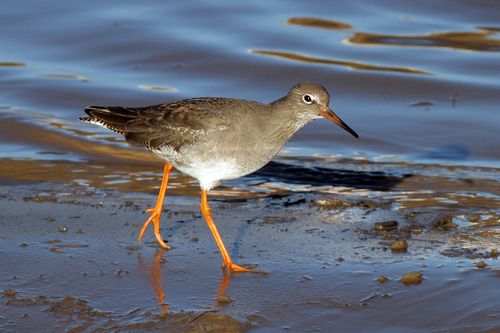 Common Redshank