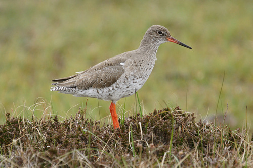 Common Redshank
