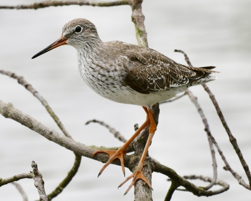 Common Redshank