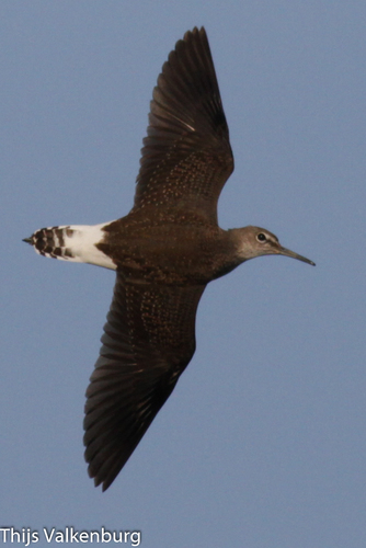Green Sandpiper