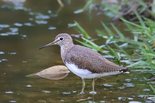 Green Sandpiper