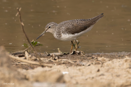 Green Sandpiper