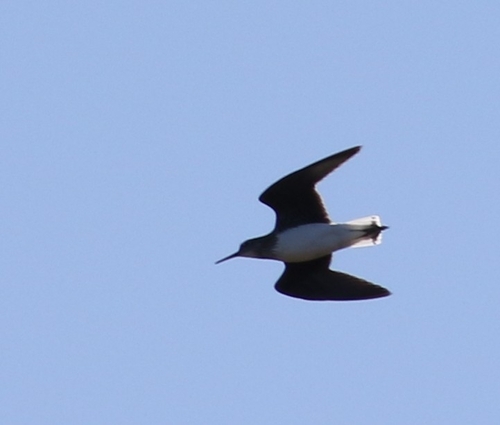 Green Sandpiper