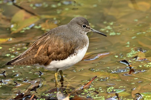 Green Sandpiper