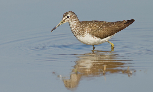 Green Sandpiper