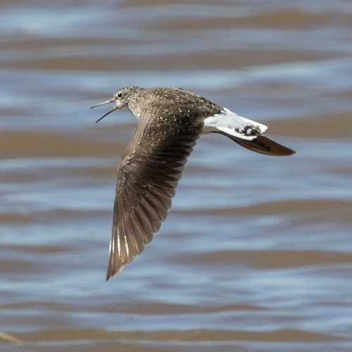Green Sandpiper