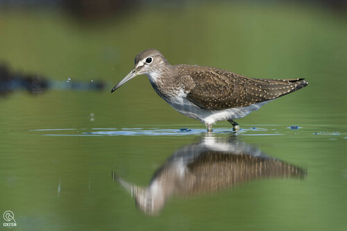 Green Sandpiper