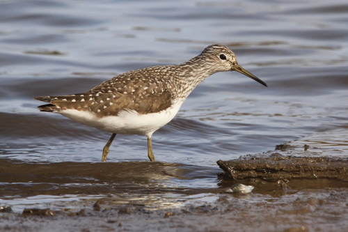 Green Sandpiper