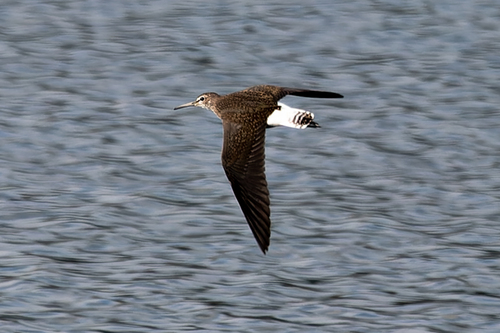 Green Sandpiper