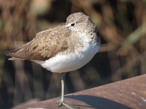 Green Sandpiper