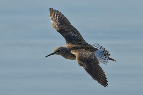 Wood Sandpiper