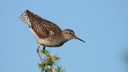 Wood Sandpiper