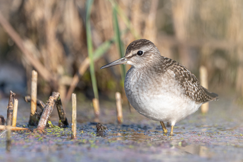 Wood Sandpiper