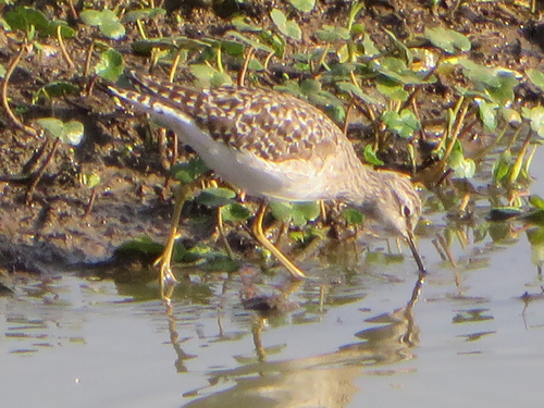 Wood Sandpiper